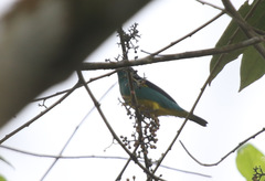 Dacnis lineata