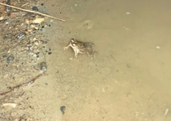 Rhinella humboldti