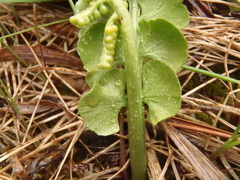 Botrychium yaaxudakeit