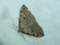 Aplocera efformata