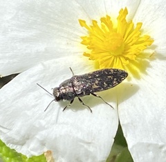 Acmaeodera cisti