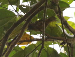 Chlorothraupis stolzmanni