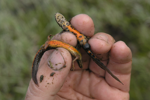 Caucasian Smooth Newt