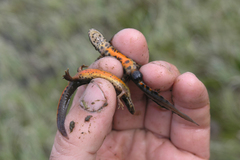 Lissotriton lantzi