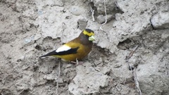 Coccothraustes