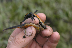 Lissotriton lantzi