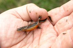 Lissotriton lantzi