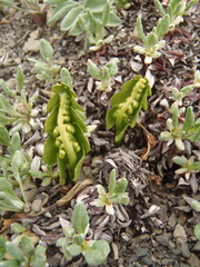 Botrychium yaaxudakeit