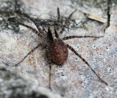 Xerolycosa