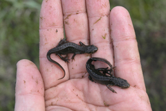 Lissotriton lantzi