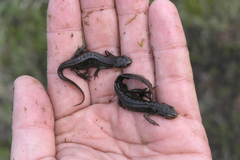 Lissotriton lantzi