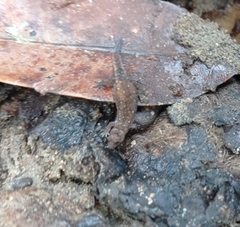Lepidoblepharis sanctaemartae
