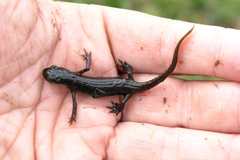 Lissotriton lantzi