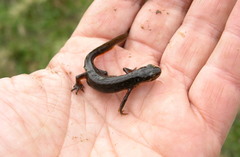 Lissotriton lantzi