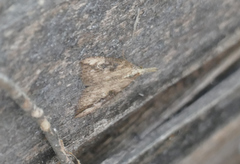 Hypena humuli