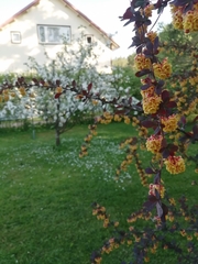 Berberis × ottawensis