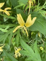 Lonicera japonica