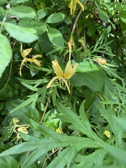 Lonicera japonica