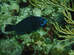 Scarus coelestinus