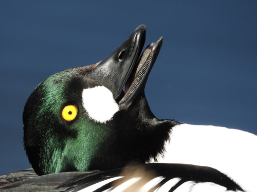 Common Goldeneye