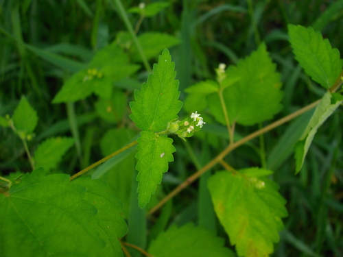 roadside croton (Croton trinitatis)