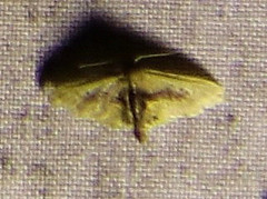 Idaea gemmata