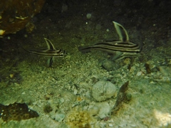 Pareques acuminatus