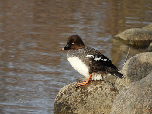 Common Goldeneye, photo 8 of 10