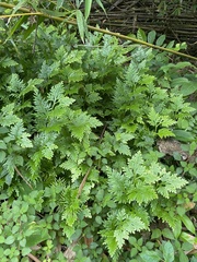 Selaginella plana