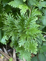 Selaginella plana