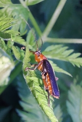 Cantharis pellucida