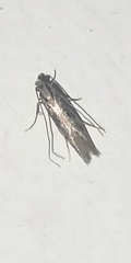 Monopis crocicapitella