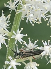 Analeptura