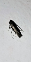 Monopis crocicapitella