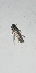 Monopis crocicapitella