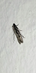 Monopis crocicapitella