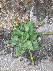 Plantago major
