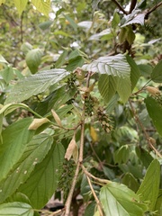 Corylopsis multiflora