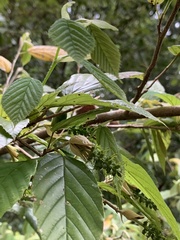 Corylopsis multiflora