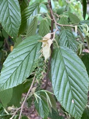 Corylopsis multiflora