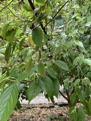 Corylopsis multiflora