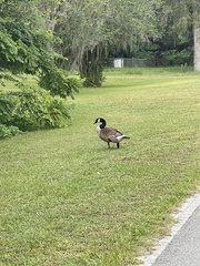 Branta canadensis image