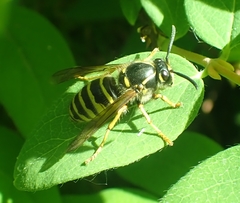 Dolichovespula media