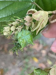 Corylopsis multiflora