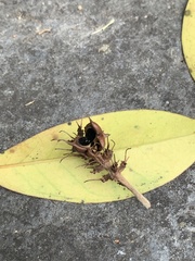 Corylopsis multiflora