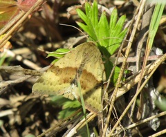 Heliothis viriplaca
