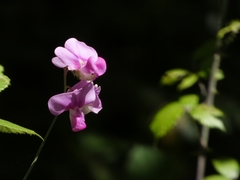 Lathyrus vernus