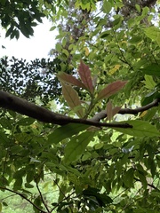 Eustigma oblongifolium