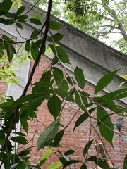 Eustigma oblongifolium