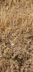Delphinium peregrinum
